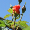 Garten 18.06.2013
