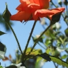 Garten 18.06.2013