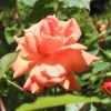 Garten 18.06.2013