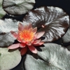 Garten 18.06.2013