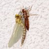 Libelle