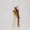 Libelle