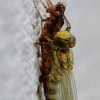 Libelle