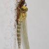 Libelle