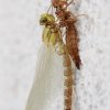 Libelle