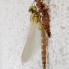 Libelle