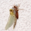 Libelle