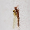 Libelle