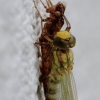 Libelle
