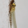 Libelle