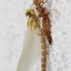 Libelle