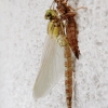 Libelle