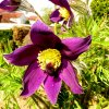 Garten 20.04.2016