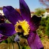 Garten 20.04.2016