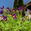 Garten 20.04.2016