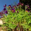 Garten 20.04.2016