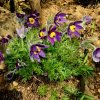 Garten 20.04.2016