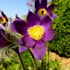 Garten 20.04.2016