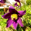 Garten 20.04.2016