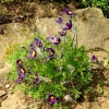 Garten 20.04.2016