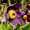Garten 20.04.2016