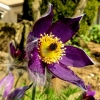 Garten 20.04.2016