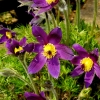 Garten 20.04.2016