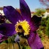 Garten 20.04.2016
