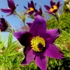 Garten 20.04.2016