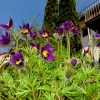 Garten 20.04.2016