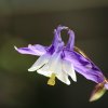 Garten 21.05.2016