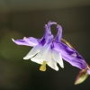 Garten 21.05.2016