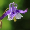 Garten 21.05.2016