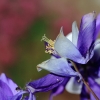 Garten 21.05.2016