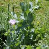 1dfh-garten-21062012-000