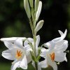 1dfh-garten-21062012-003