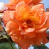 1dfh-garten-21062012-012