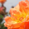 1dfh-garten-21062012-013