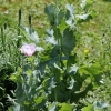 1dfh-garten-21062012-000