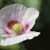 1dfh-garten-21062012-001