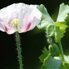 1dfh-garten-21062012-002