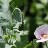 1dfh-garten-21062012-004
