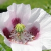 1dfh-garten-21062012-006