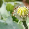 1dfh-garten-21062012-009