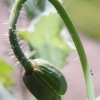 1dfh-garten-21062012-010