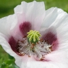 1dfh-garten-21062012-011