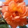 1dfh-garten-21062012-012