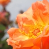 1dfh-garten-21062012-013