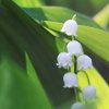 Garten 22.05.2015