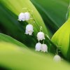 Garten 22.05.2015